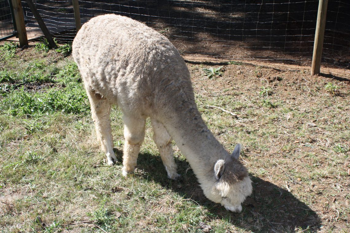 Alpaca Shearing Equipment Alpaca Products and Services