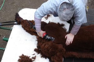 Shearing Service