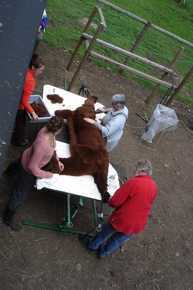 Alpaca Shearing Equipment Alpaca Products and Services