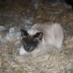 Cats love alpaca fiber