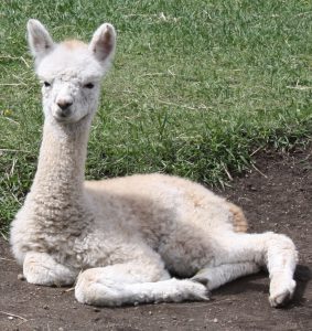 Baby alpaca (cria) in Alberta