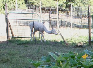 Fencing for alpacas