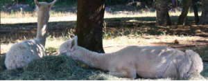 Morrison Creek Alpacas