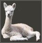 Alpaca Products and Services